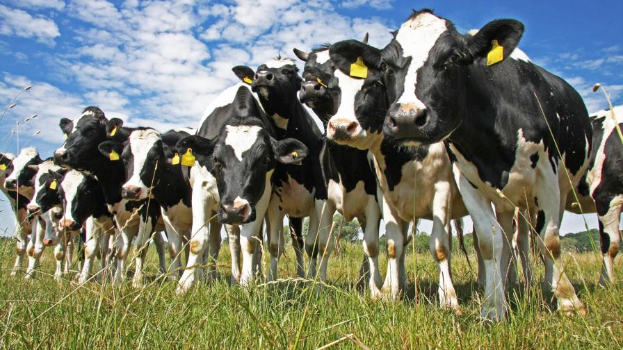 Vacunación bovina en el país aumenta 253.89% en un período de tres años