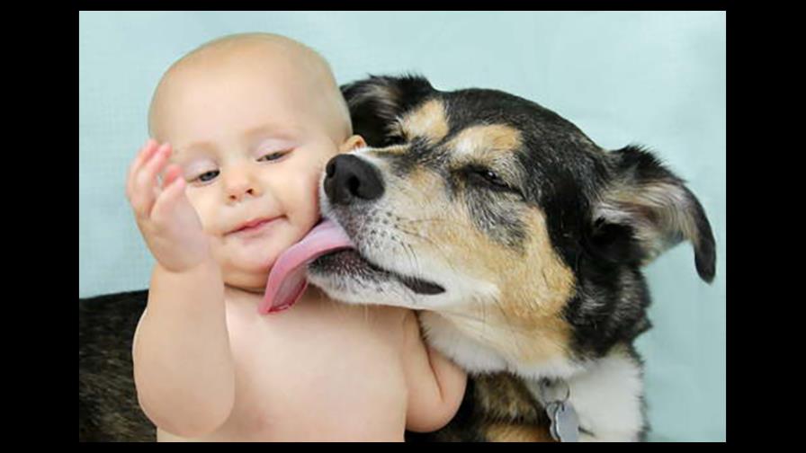 ¿Por qué lamen los perros?