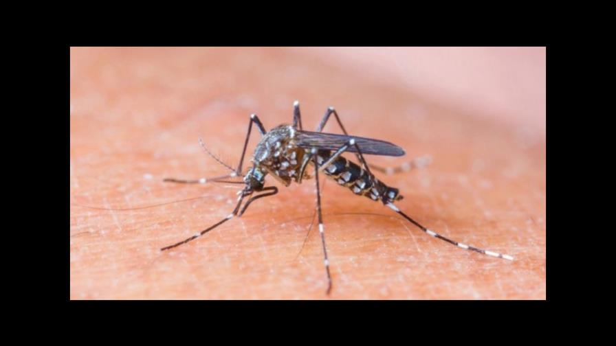 Salud Pública dice da seguimiento a virus Mayaro detectado en Haití