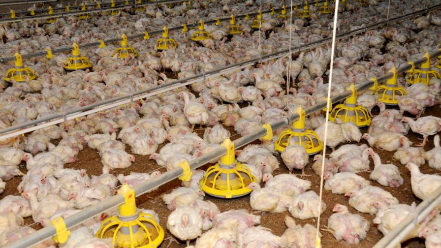 Asesor del Gobierno asegura que se resolverá la sobreproducción de pollos Asesor del Gobierno asegura que se resolverá la sobreproducción de pollos