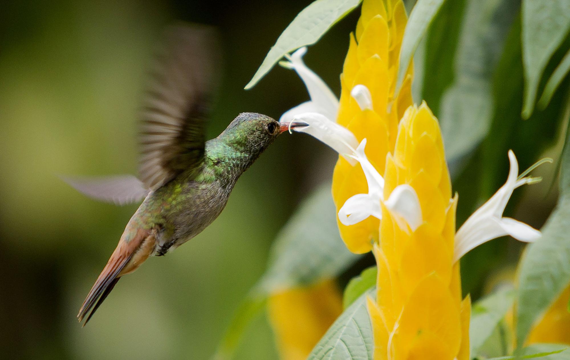Un colibrí anima jardín de Colombia