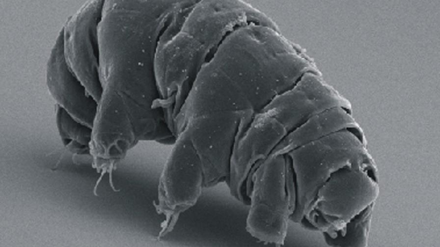 Hallan proteína en oso de agua que le hace tolerante a entornos adversos Hallan proteína en oso de agua que le hace tolerante a entornos adversos