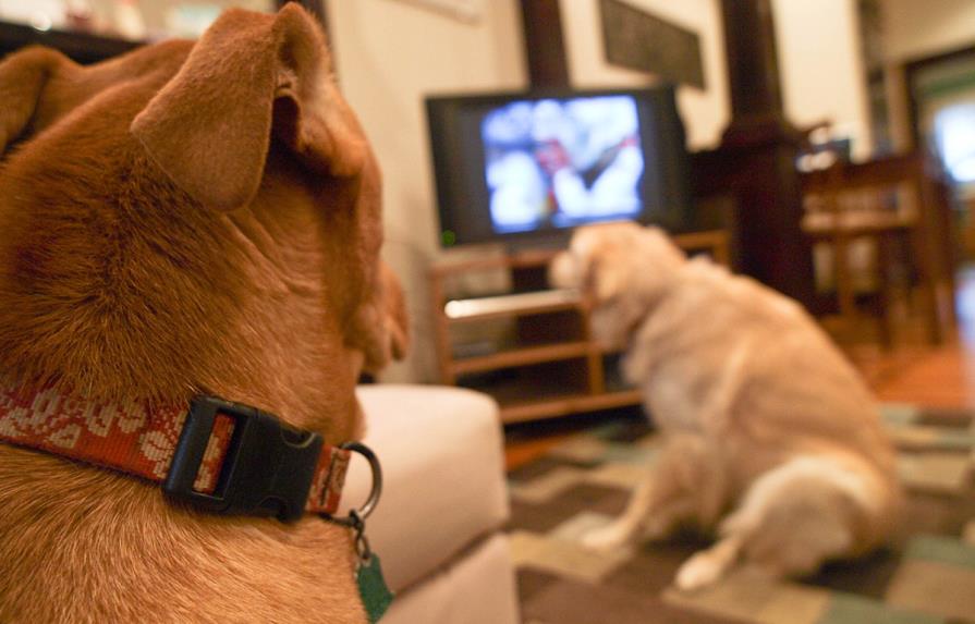 Estudio revela que los perros disfrutan al ver televisión