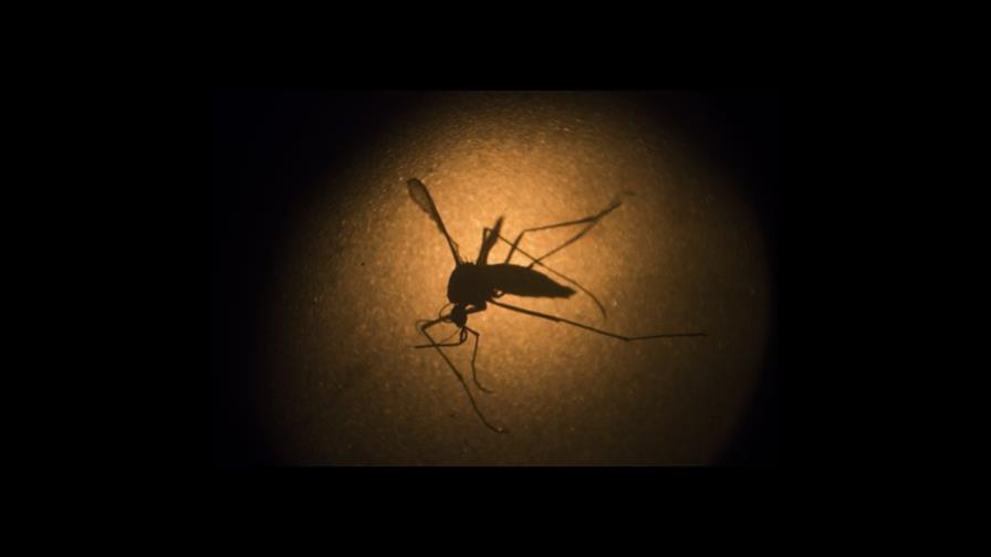 Ministerio de Salud informa que no hay alerta por virus Mayaro