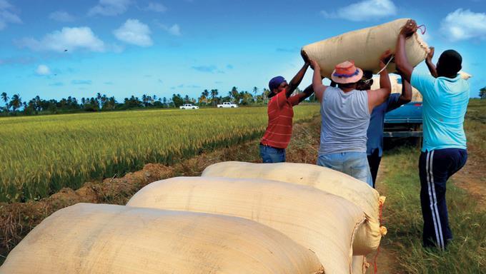 República Dominicana no está lista para liberalizar mercado agropecuario 