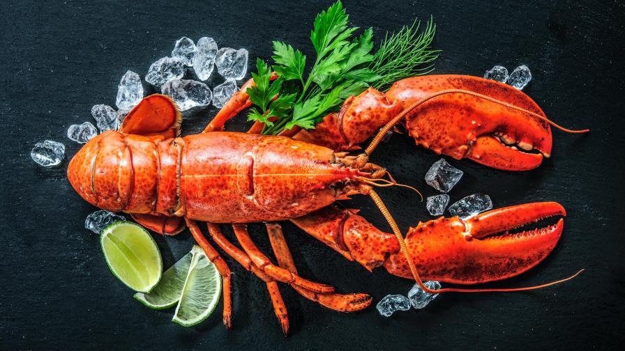 Langosta, llegó tu septiembre Langosta, llegó tu septiembre