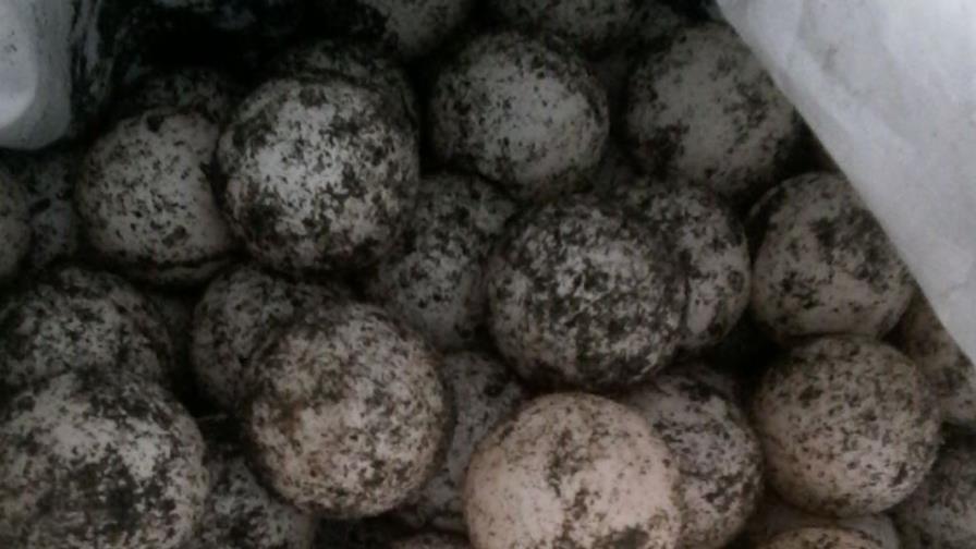 Incautan 89 huevos de tortuga en Paya, Baní
