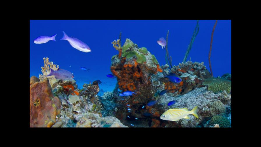 Aprueban reglamento para la protección de arrecifes de coral en Puerto Rico