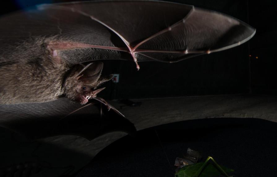 La vida de los murciélagos está al alcance de expertos y curiosos en Panamá 