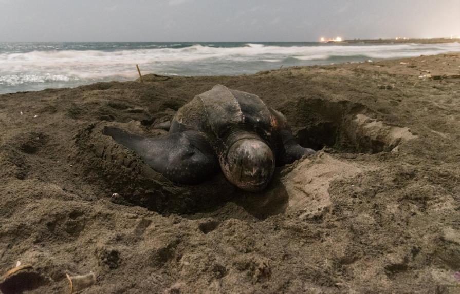 Medio Ambiente ejecuta proyecto de reproducción de tortugas tinglar en La Altagracia