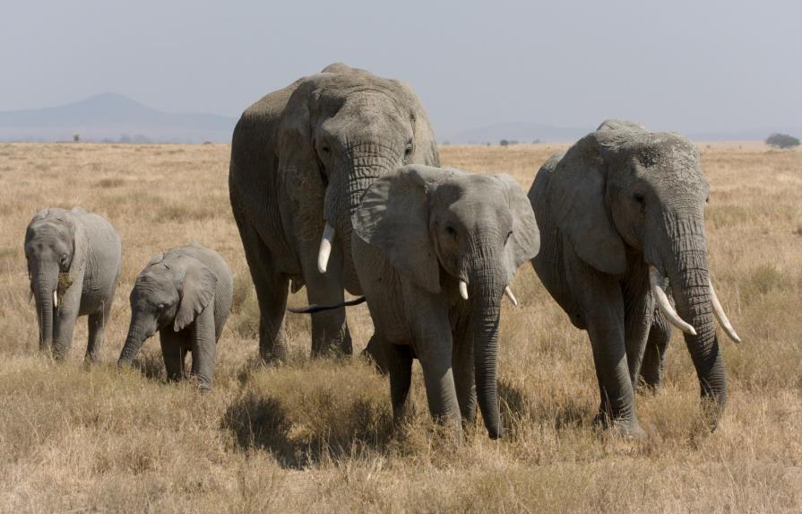 El elefante africano sufre la mayor caída de población en 25 años