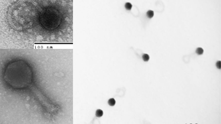 En los océanos hay tres veces más de tipos de virus de los que se creía