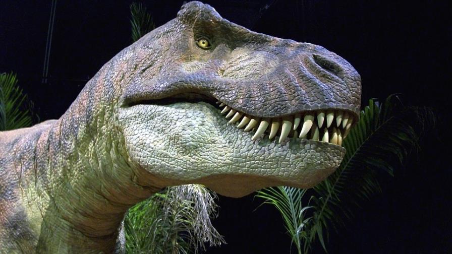 La evolución de los grandes dinosaurios favoreció los ornamentos craneales