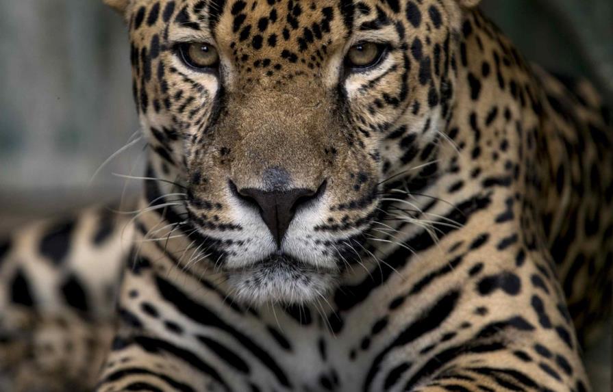 Muertes de jaguares aumentan en Panamá, advierte el Instituto Smithsonian