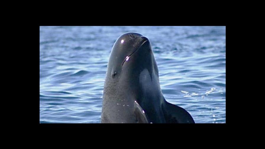 A salvar la vaquita marina, el mamífero más pequeño que habita en el mar