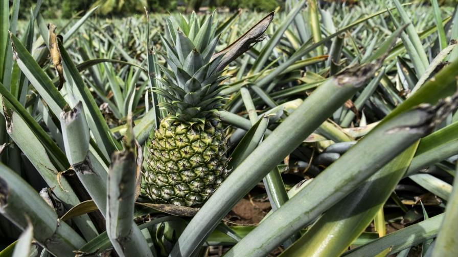 Aguacate, mango y piña entre las que más divisas aportan