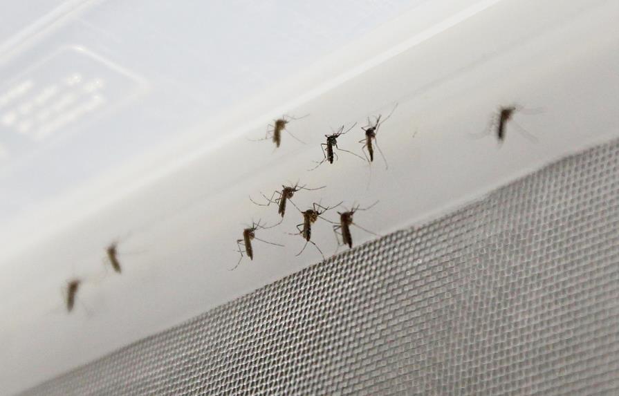 Resultados preliminares revelan más mosquitos con zika en Miami Beach 
