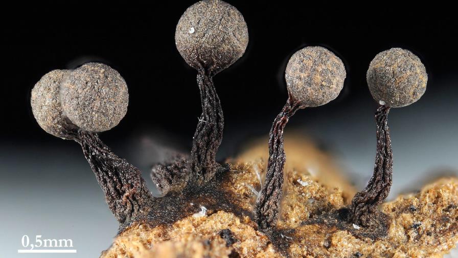 Mostrando lo que no vemos