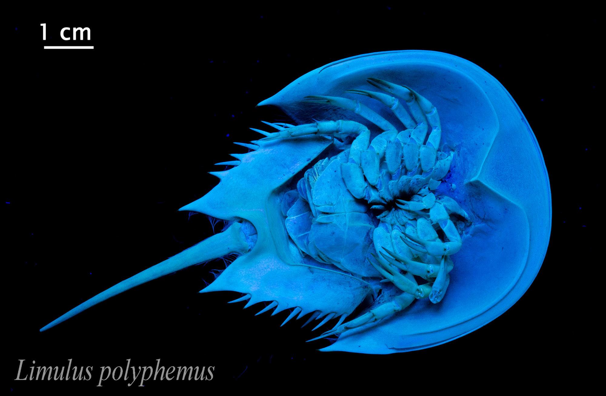 Fotografía realizada con la técnica de la fluorescencia de un cangrejo Limulus polyphemus de tan solo unos centímetros de longitud.