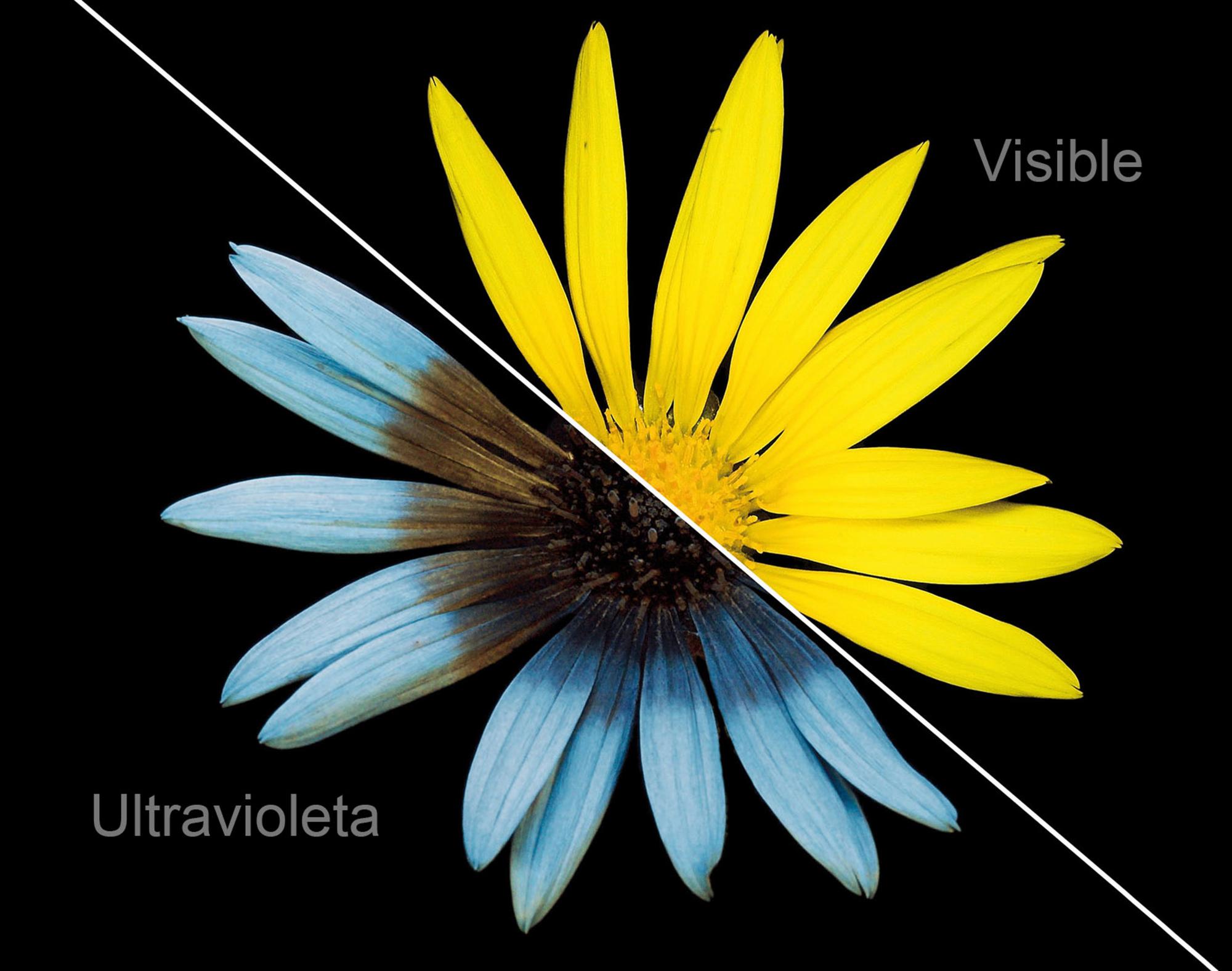 La foto de abajo es una realizada con filtro ultravioleta, de la flor Euryops pectinatus.