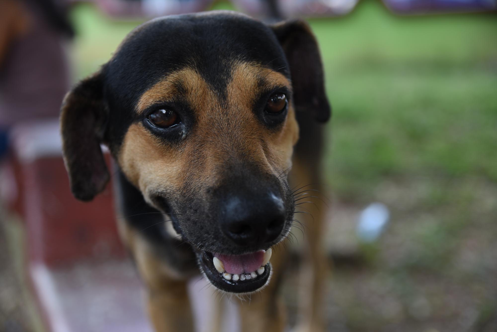 Negrín, perro mestizo adoptado por taxista.