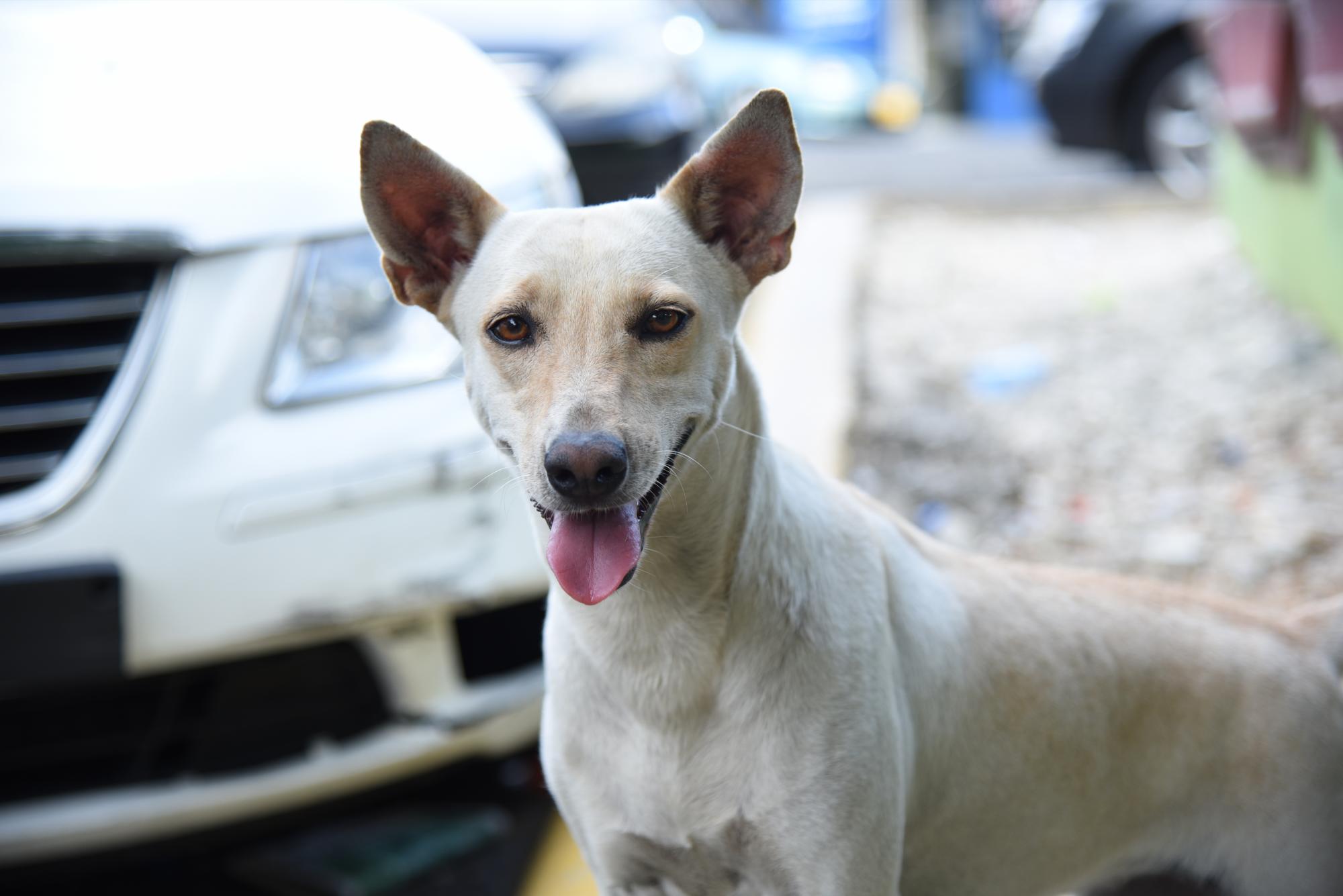 Nairobi, perra mestiza adoptada por taxista.