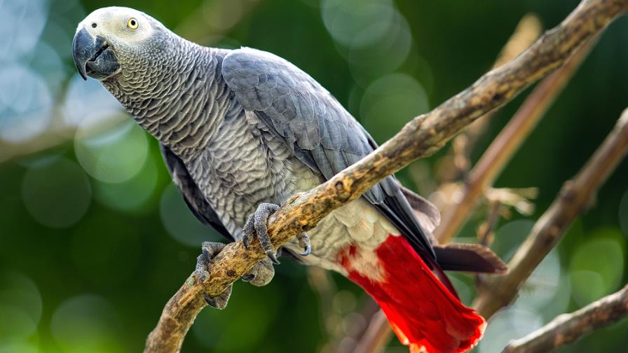 CITES prohíbe comercio internacional del loro más popular del mundo CITES prohíbe comercio internacional del loro más popular del mundo