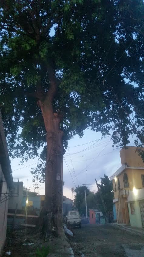 Vecinos de Cancino Adentro piden a autoridades cortar árbol que representa peligro para sus viviendas