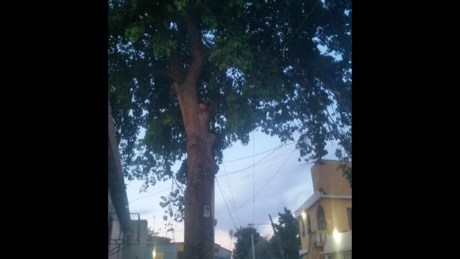 Vecinos de Cancino Adentro piden a autoridades cortar árbol que representa peligro para sus viviendas Vecinos de Cancino Adentro piden a autoridades cortar árbol que representa peligro para sus viviendas