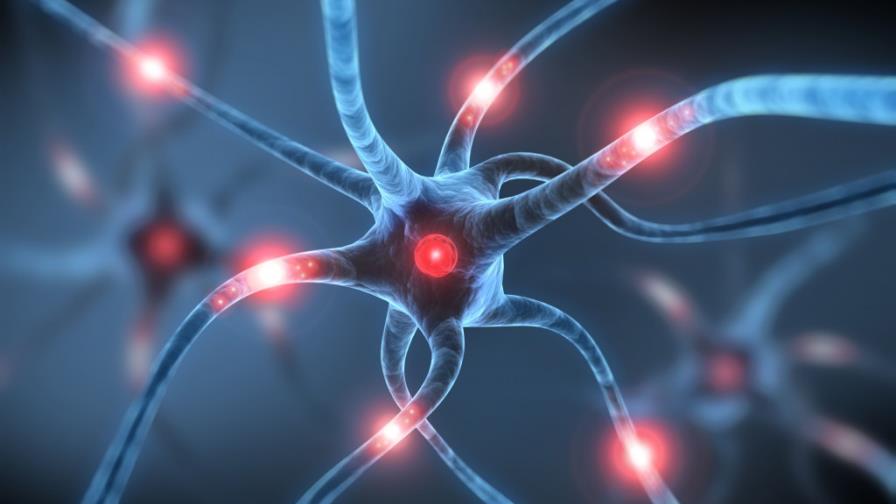 El funcionamiento de las neuronas puede influir en los gustos alimenticios