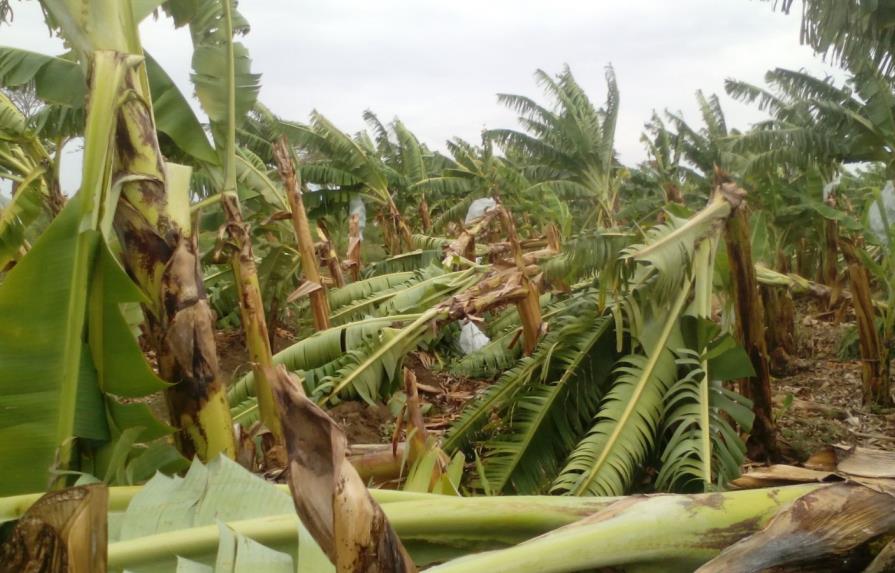 Reportan daños en producción agrícola de Peravia por tormenta Matthew
