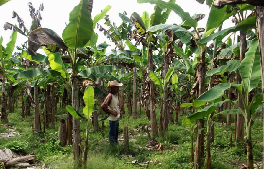 Ángel Estévez asegura “lluvias no provocaron daños lamentable a la agricultura”
