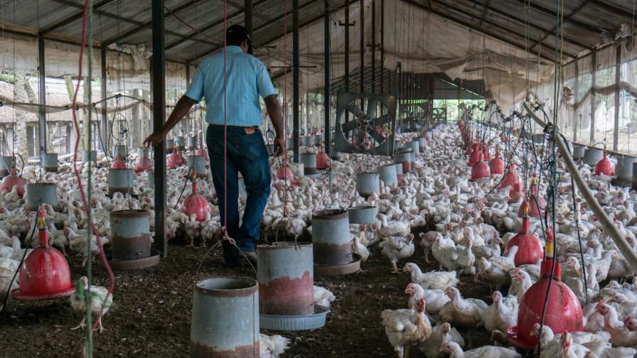 Sector agropecuario se prepara para exportar US$3,500 millones