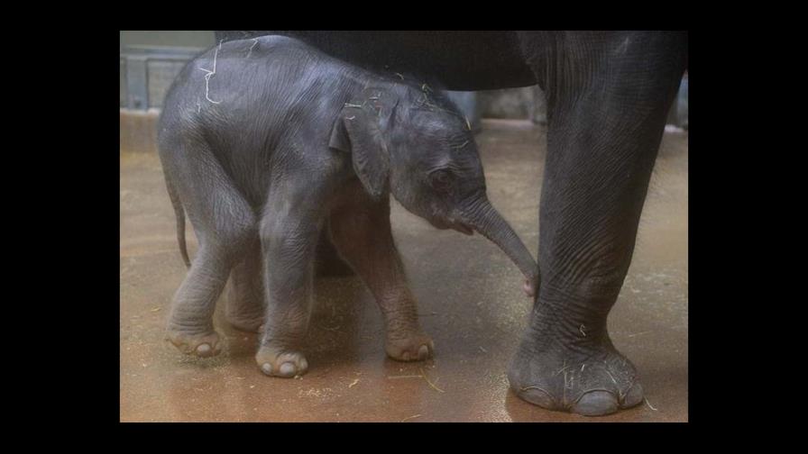 Nace el tercer ejemplar de elefante indio en el Zoo de Praga 