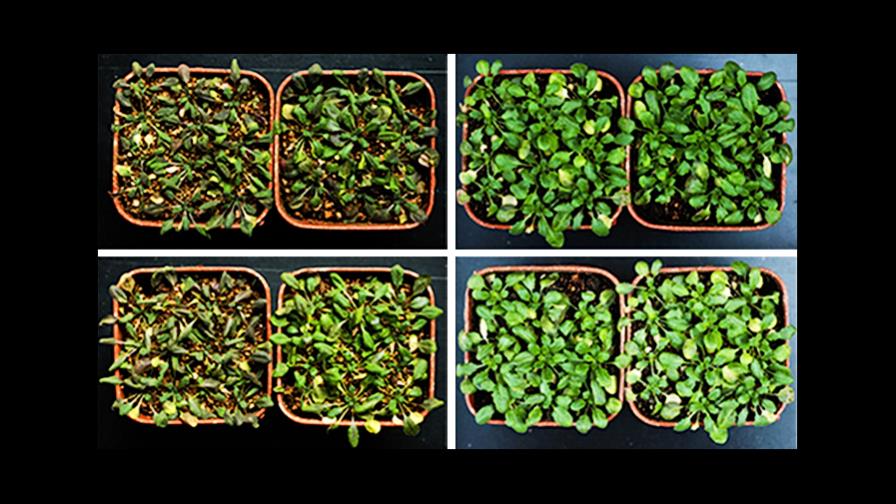 Descubren nuevos secretos de la adaptación de las plantas a las sequías