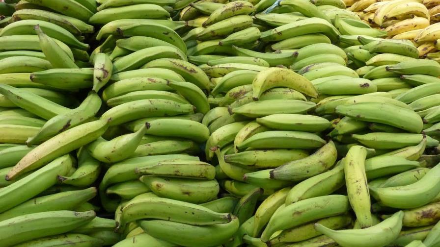 El Gobierno enviará 600,000 plátanos a Haití