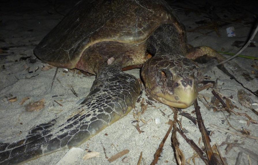 “Hueveros” y perros, las amenazas de las tortugas del Pacífico panameño
