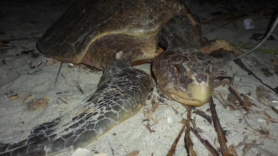 “Hueveros” y perros, las amenazas de las tortugas del Pacífico panameño