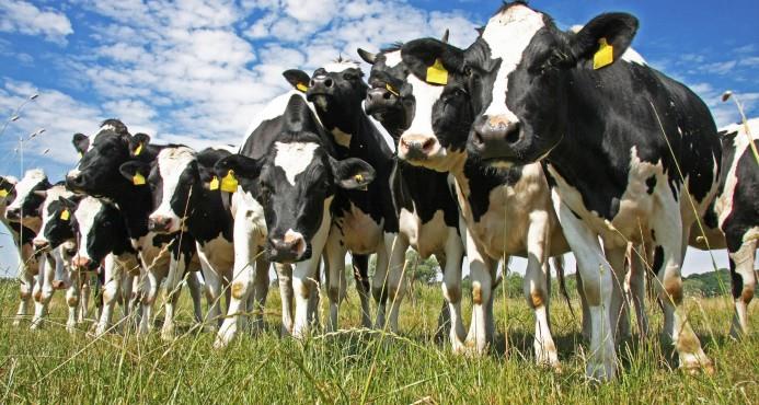 Industria y Comercio difunde estudio sobre el fortalecimiento de la cadena de valor de los lácteos