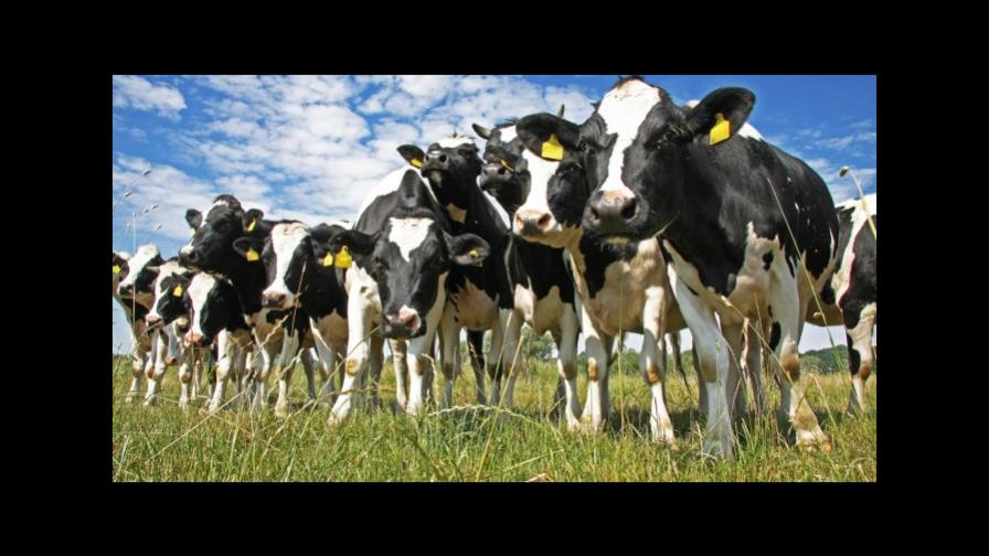 Industria y Comercio difunde estudio sobre el fortalecimiento de la cadena de valor de los lácteos