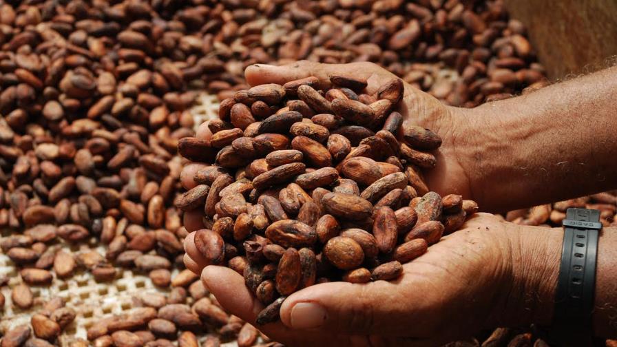 Cacao dominicano llega al salón del chocolate en Londres