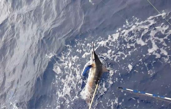 Jornada extraordinaria en primer día de pesca al Marlin Azul
Cinco dupletas de la misma especie fueron liberadas