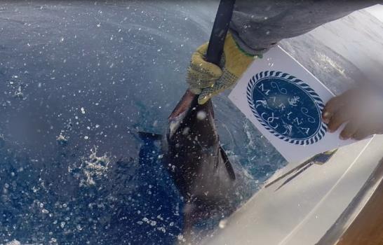 Jornada extraordinaria en primer día de pesca al Marlin Azul
Cinco dupletas de la misma especie fueron liberadas
