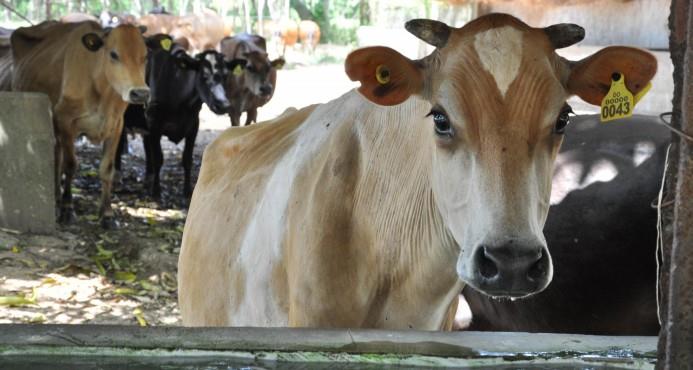 Sequía, enfermedades e importación limitan crecimiento sector lácteos en República Dominicana