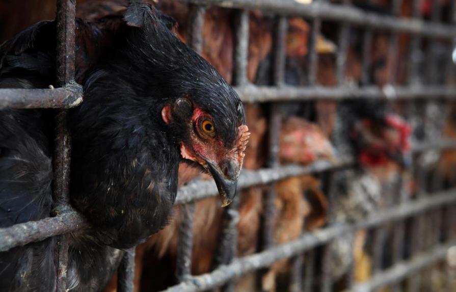 Productores avícolas del Cibao denuncian confrontan inconvenientes por  escasez de dólar en mercado