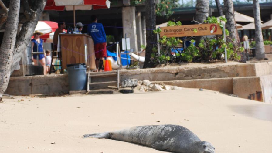 Excrementos de gatos enfrentan a grupos de ambientalistas de Hawaii