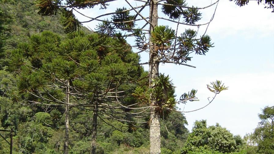 Los loros colaboran contra la deforestación