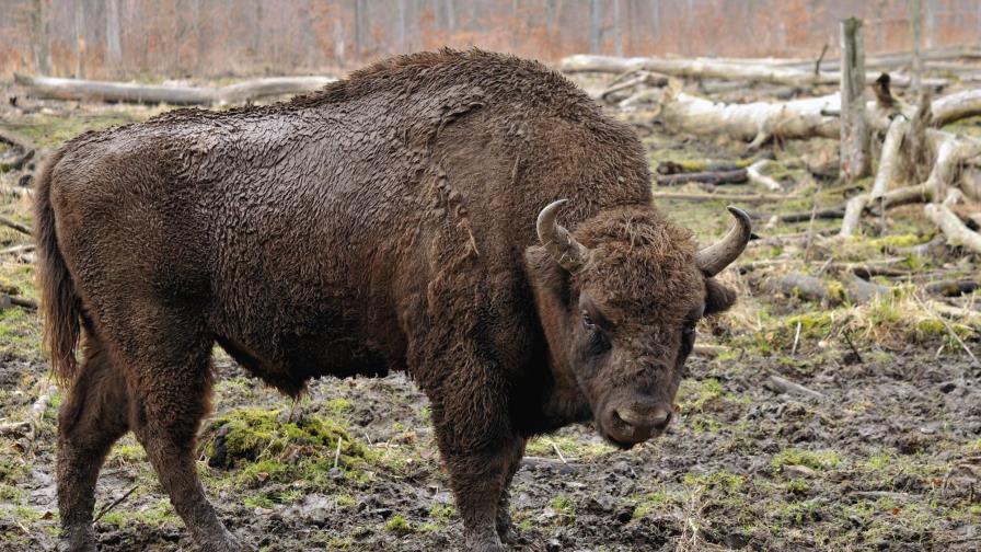 Descubren los orígenes del bisonte europeo a través de ADN y arte rupestre