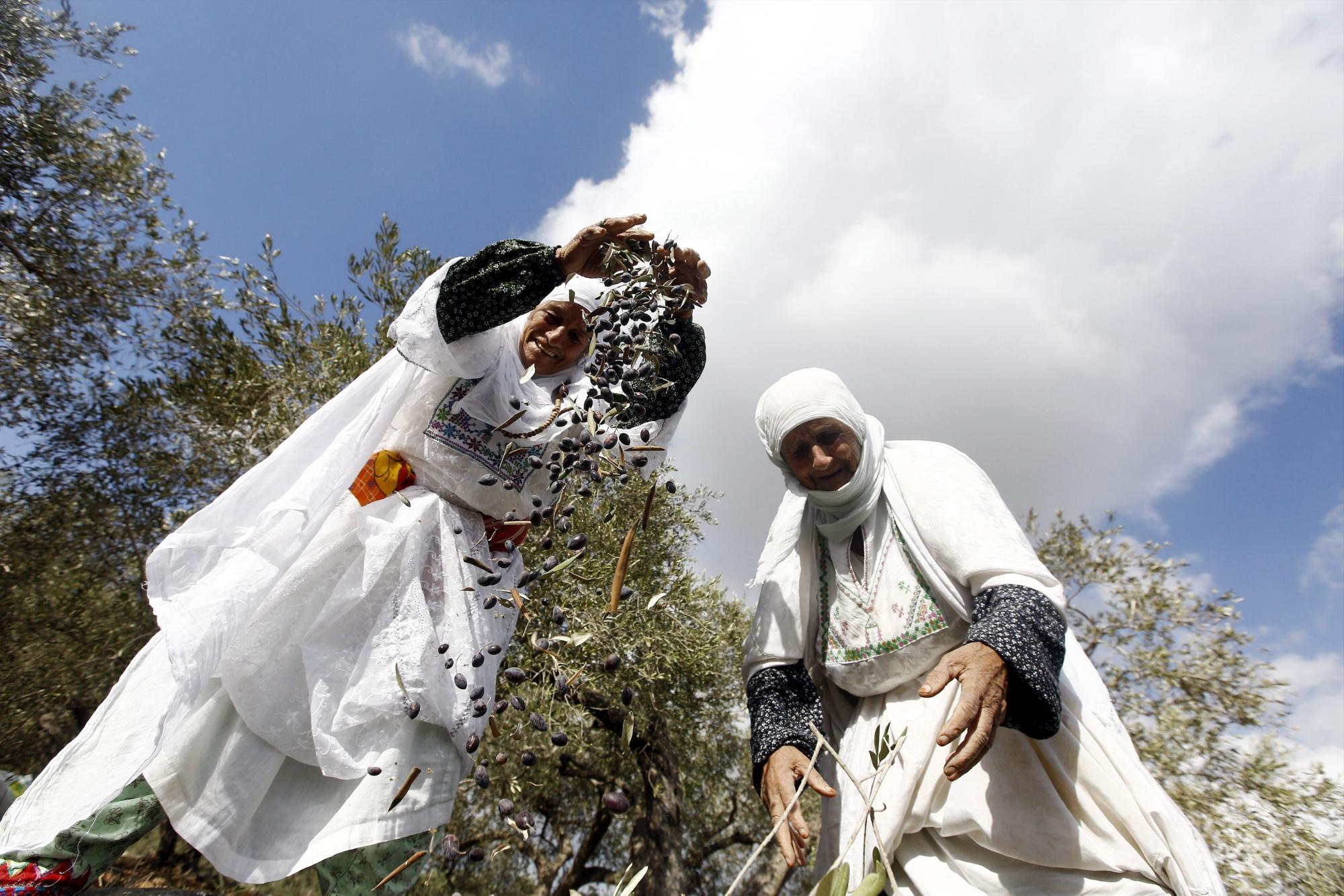 Granjas de oliva en Palestina