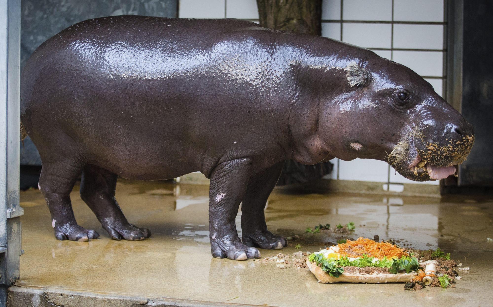 Hipopótamo pigmeo bate récord en edad